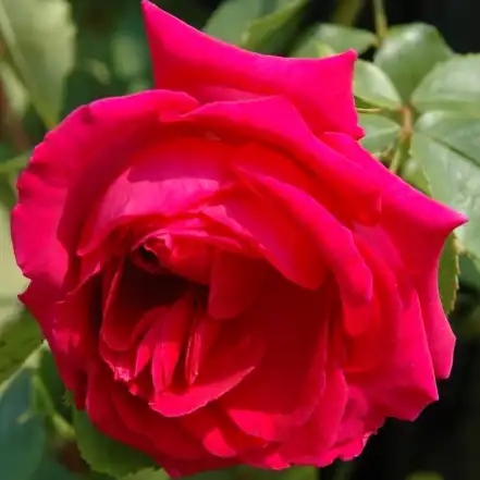 Trandafiri hibrizi Tea - Trandafiri - General MacArthur™ - 